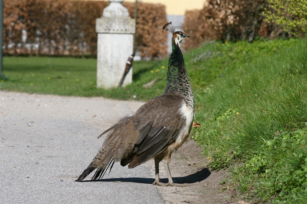 Påfugl hun ved hestestald